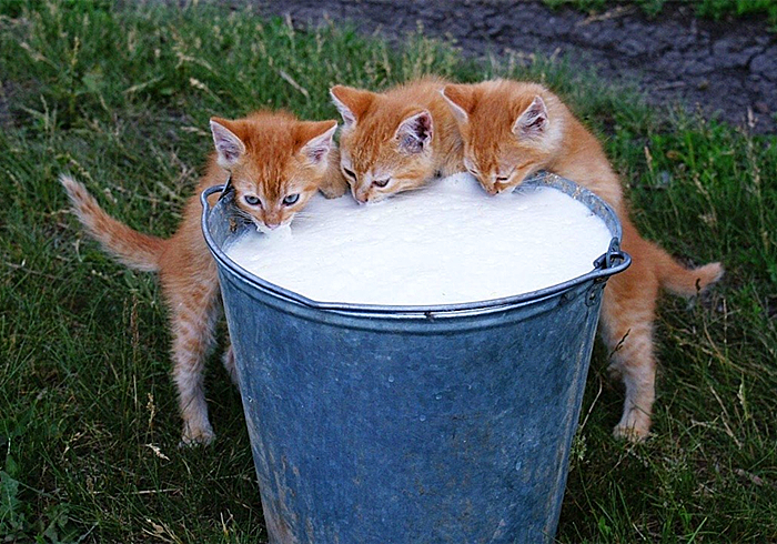 猫咪喝了牛奶拉肚子,猫咪喝牛奶拉肚子有效解决