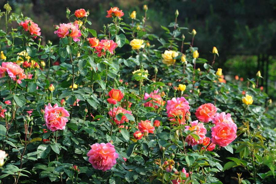 家庭庭院必养的5种藤本月季,庭院种什么不掉叶大棵的植物