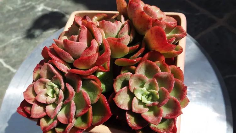 爱机车,爱多肉,宝妈花姐的诗和远方