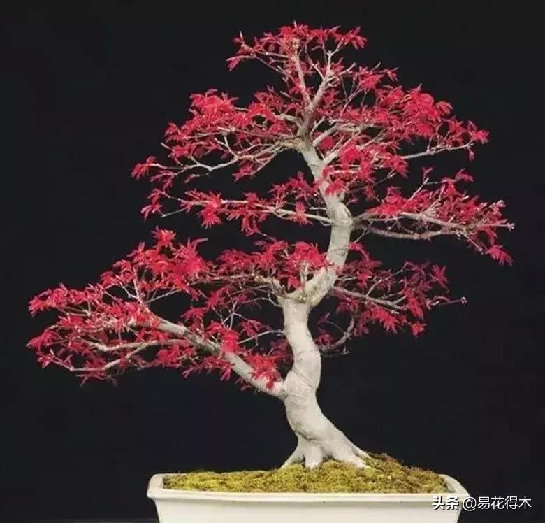 日本红枫和中国红枫有什么区别,日本红枫和中国红枫盆景的区别