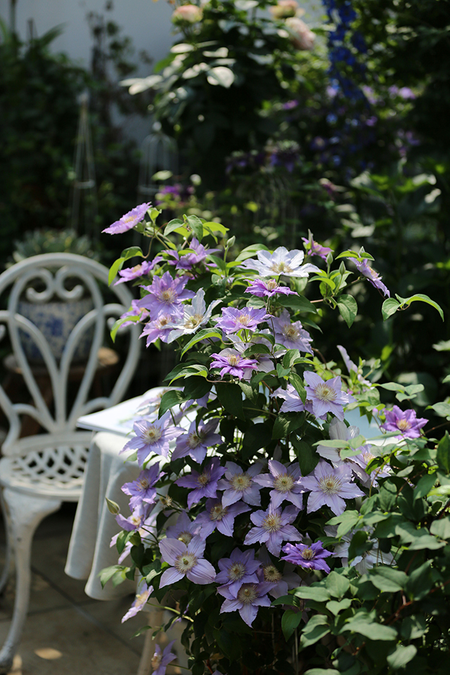 一棵就能爬满墙?这波操作服了