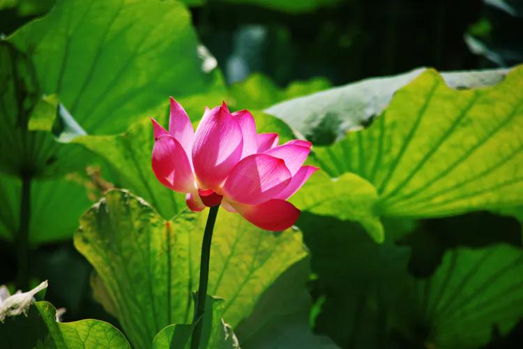 尼康入门单反,单反快速入门攻略