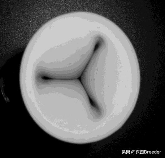 羊的人工授精技术规程,羊人工授精技术规程