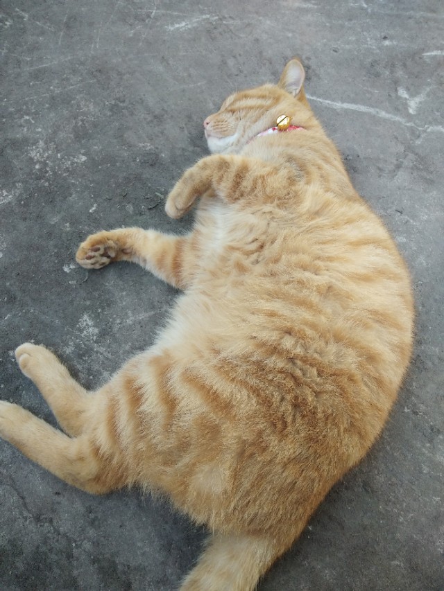 来一波猫照吧，寝室三个养猪专业户，外加一个成长中的潜力股