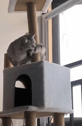 弱弱的问一句还可以吗怎么回,猫咪傻的表现是什么