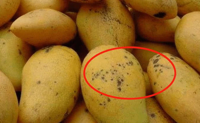 芒果有黑点还可以吃么,芒果有黑点了还能不能吃