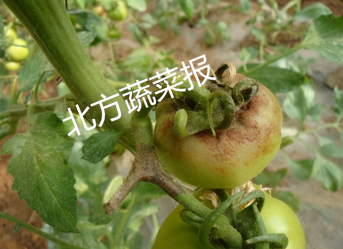 细菌真菌病毒寄生虫的区别,细菌真菌病毒区别视频