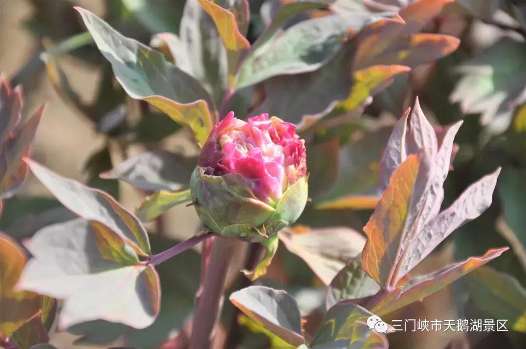 三门峡牡丹还开吗,三门峡牡丹园牡丹花开了吗