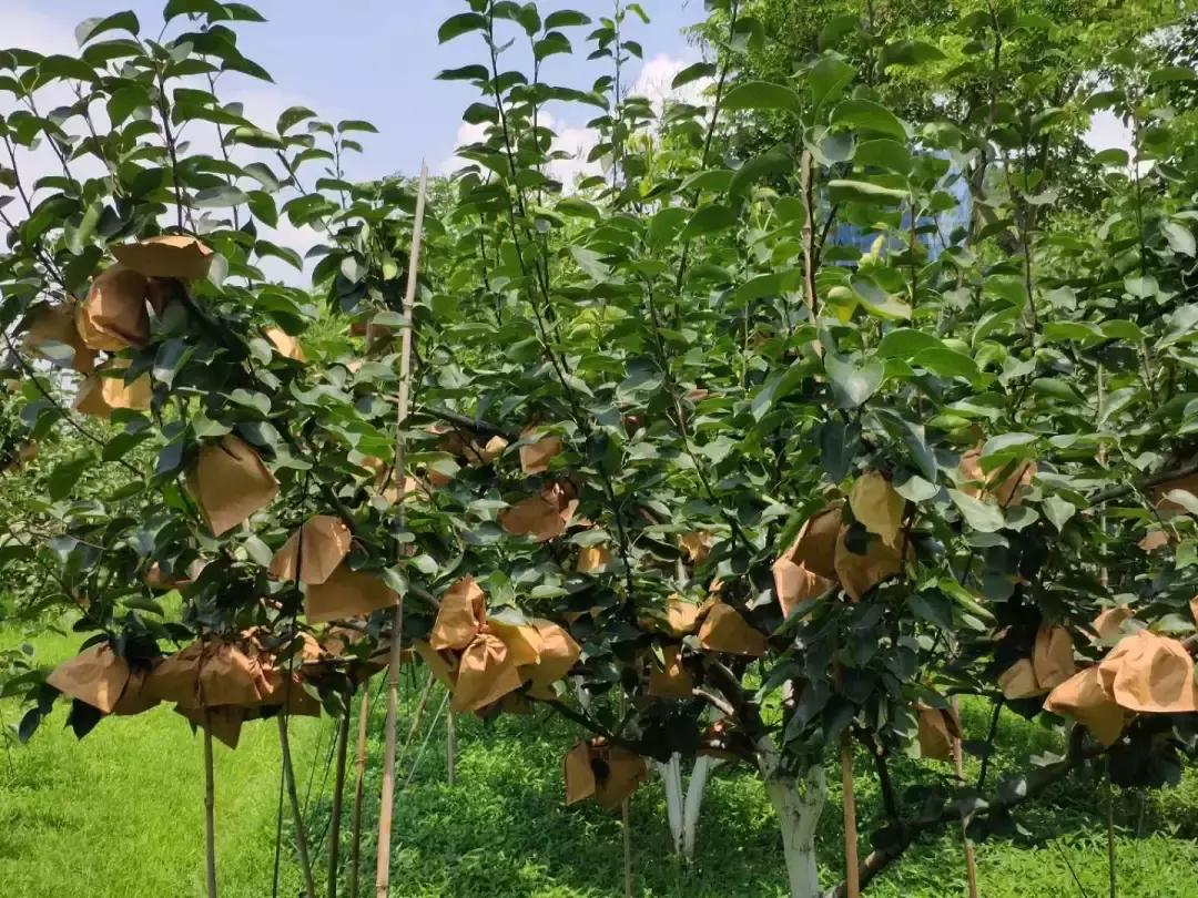 岑溪市梨木镇贫困户,岑溪市发展甜瓜产业促脱贫