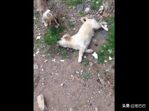 狗被鸡骨头卡住喉,小狗被鸡骨头卡住了会口吐白沫吗