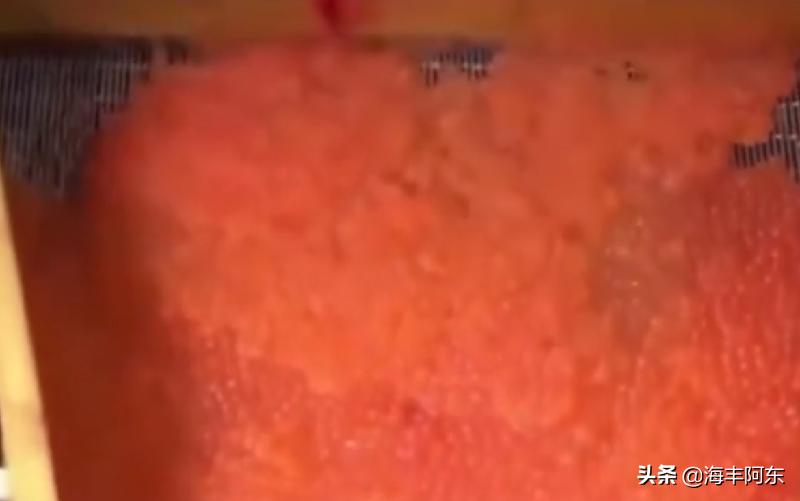 「原创」海丰阿东：开膛破肚杀鲟鱼，鱼子酱来了