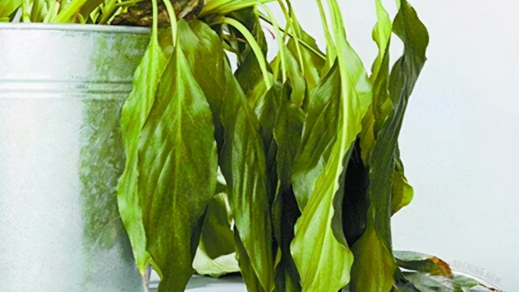 如何挽救干枯的花卉,如何拯救蔫掉的花