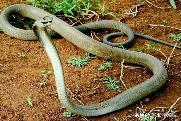 秒杀非洲狮，黑曼巴蛇的实力有多恐怖？能否称作毒蛇中的天花板？