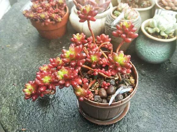 多肉虹之玉开花,多肉虹之玉长白霜