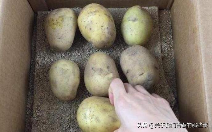 土豆容易发芽难保存怎么办,土豆没发芽变青中毒自救三招