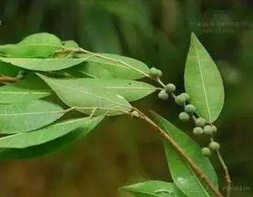 整合——28种青草药,赶快收藏备用!