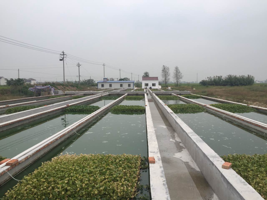 水蛭在人体吸血有毒吗,水蛭被吃进肚子里会存活吗