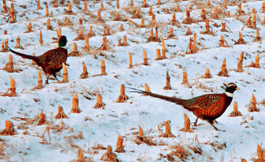 东北野鸡泛滥成灾的视频,东北野鸡泛滥成灾视频