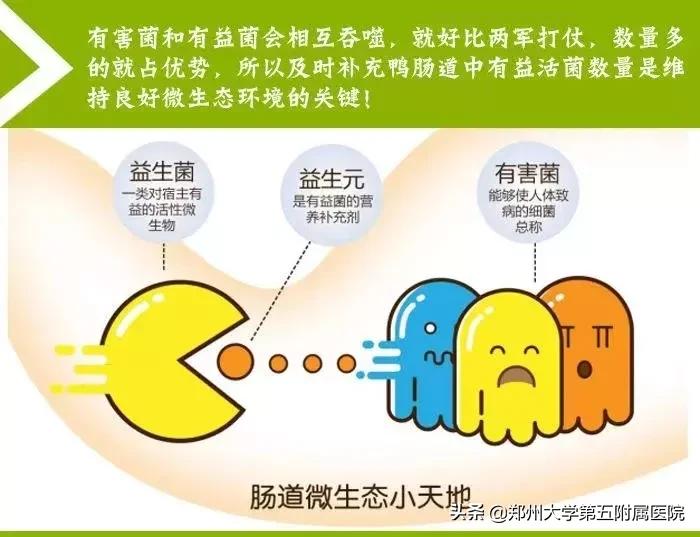 关于肠道微生态的故事,肠道微生态的重要性和调理方法