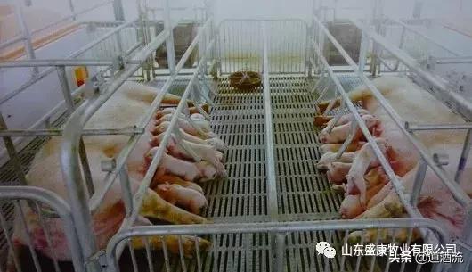 复合漏粪地板价格,养猪用漏粪地板哪种好