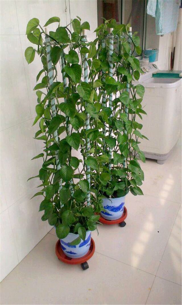 绿萝怎么浇水施肥更旺,怎么给绿萝浇水长得快