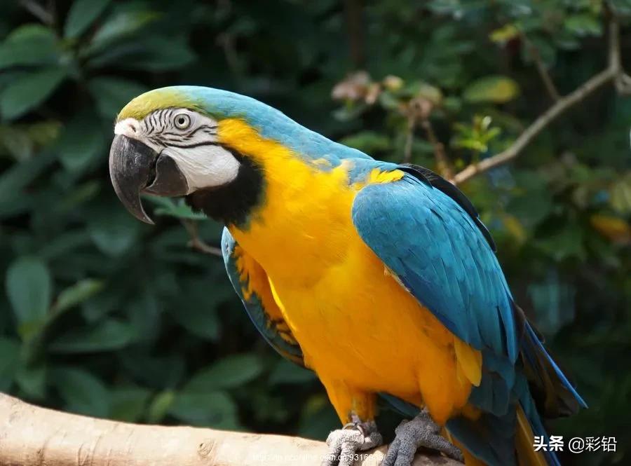 鹦鹉用马克笔怎么画高难度,玄凤鹦鹉简笔画怎么画