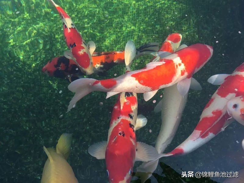 锦鲤鱼生病了身上起白霜,锦鲤鱼生病了吃什么药