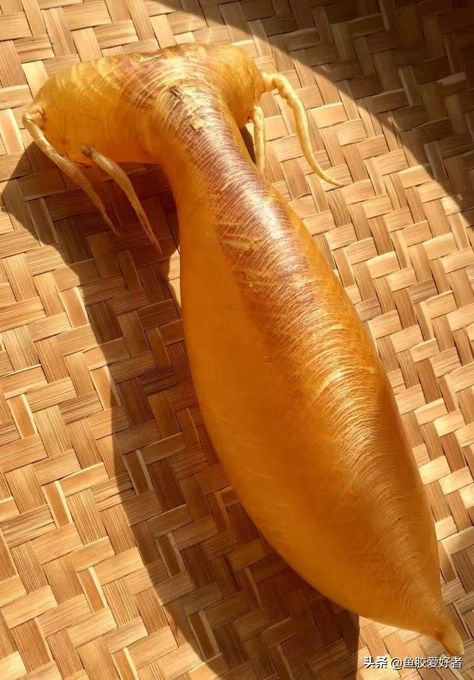 买鱼胶为什么,买鱼胶的技巧视频