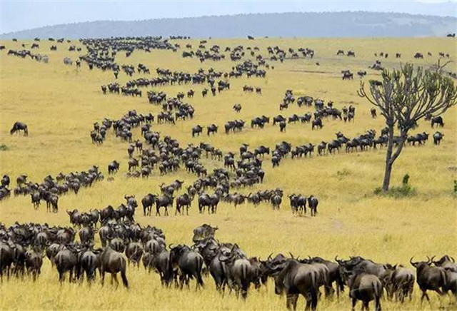 斑马没有斑,斑马没有斑马纹