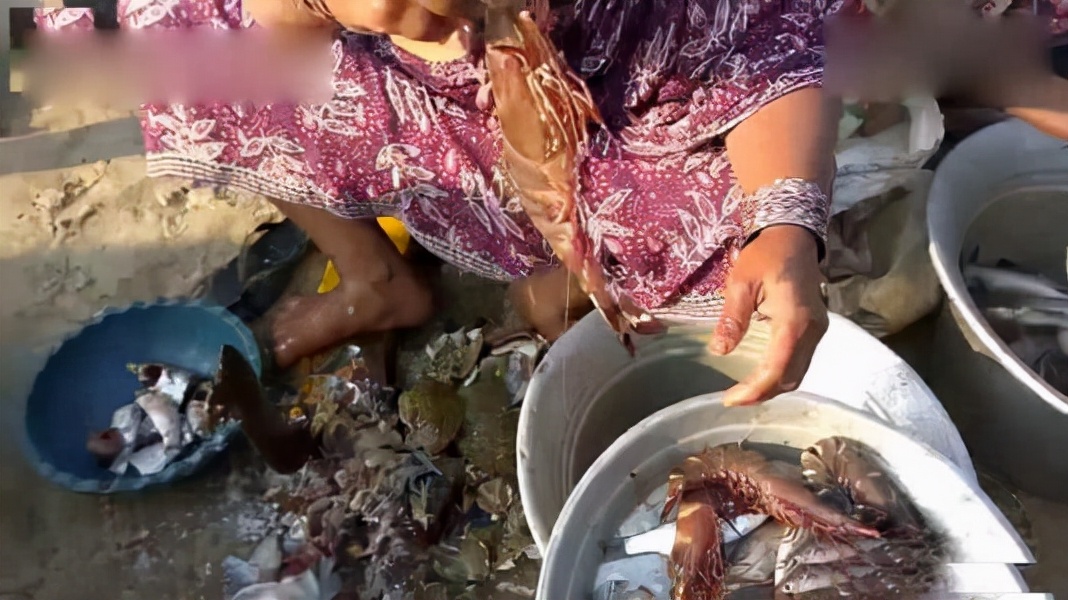 中国拒收印度虾,中国进口印度大虾