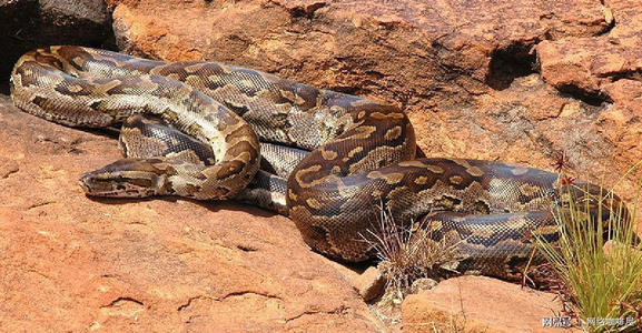 非洲岩蟒是平头哥天敌？平头哥怒啃岩蟒，展示“非洲一哥”的实力