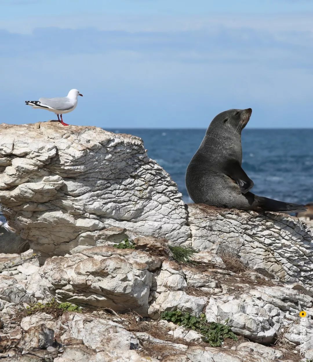 新西兰为什么那么发达,新西兰为什么这么牛