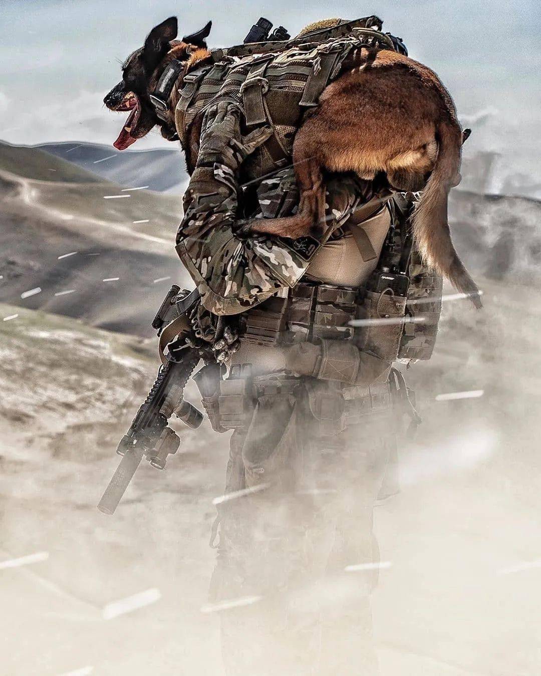 马犬为什么能成为主流的警犬,警犬种类马犬