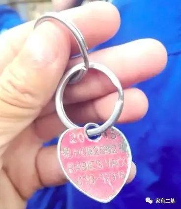 奶狗接回家怎么养,奶狗刚抱回家