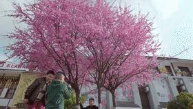 仪陇县新闻联播,仪陇县新闻联播视频