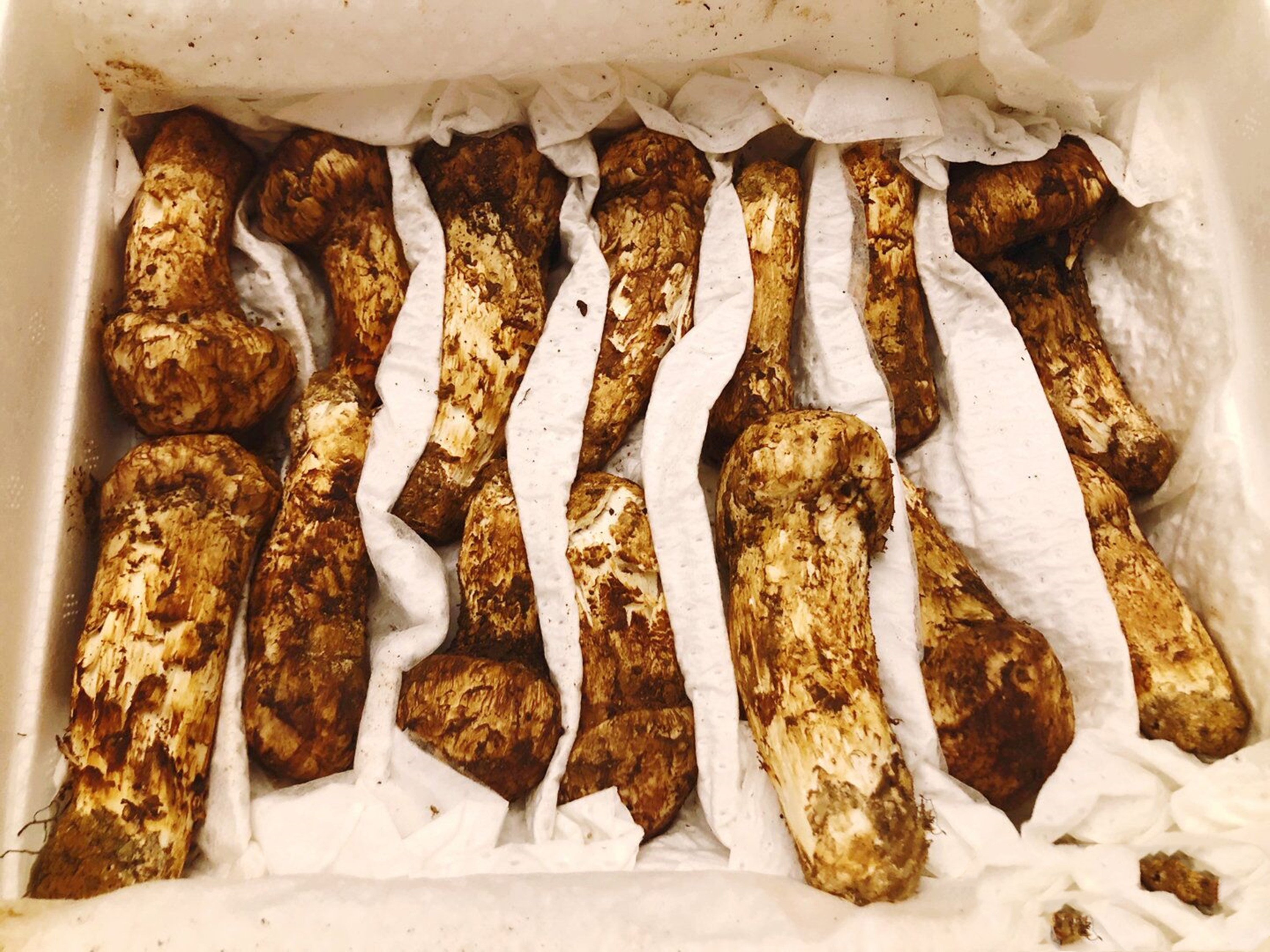 松茸个头,松茸15厘米越大越贵吗