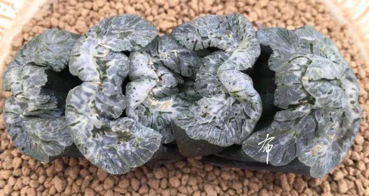 郭氏---台湾行之李瑞斌大棚及布楚礼多肉植物园游记