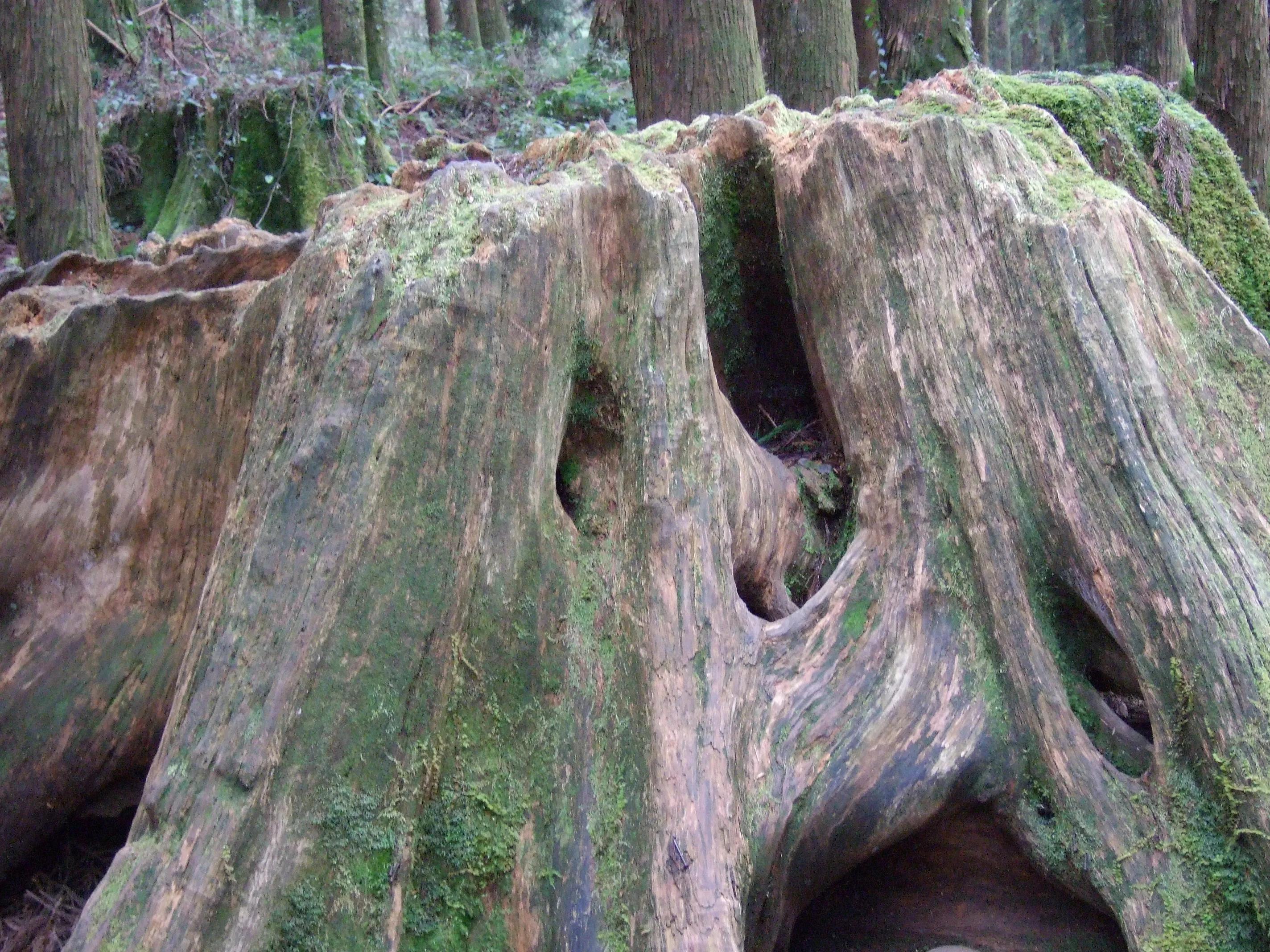 阿里山美丽动人的传说,阿里山的风光美如画