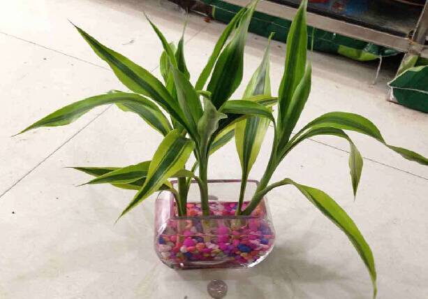 富贵竹怎么养才能生根更旺盛呢,富贵竹怎么养才能快速生根不发黄