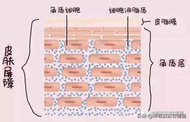 bbc珍珠面霜 (bbc沙棘面霜)