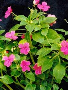 玻璃翠叶子黄了怎么做,玻璃翠花叶子发黄怎么回事