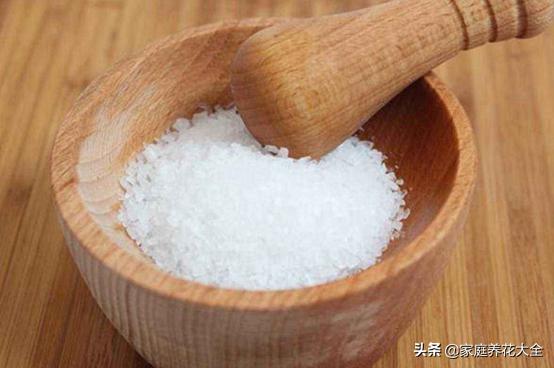 蜗牛没有房子,蜗牛没有房子还能活吗