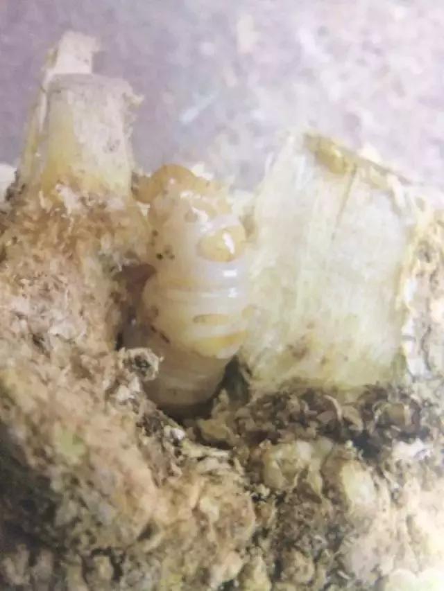 柑橘爆皮虫的防治最佳时期,柑橘天牛钻心虫最佳防治方法