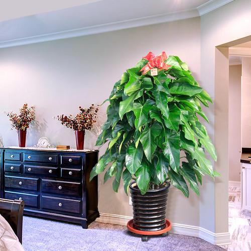 家里养的绿色植物可以净化空气吗,哪些绿色植物可以净化室内空气