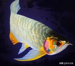 龙鱼缩鳍缩尾是什么原因,如何解决龙鱼转圈咬尾