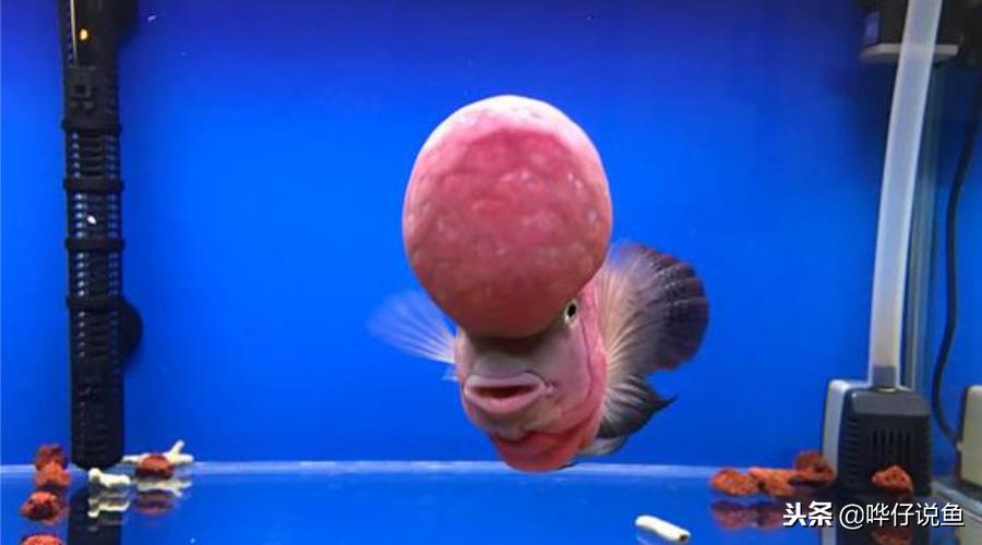 宠物鱼最大的鱼第一名,最新排名前十的宠物