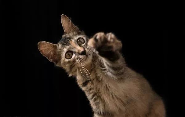 宝宝被宠物抓伤怎么处理,被宠物老鼠咬伤正确处理方法