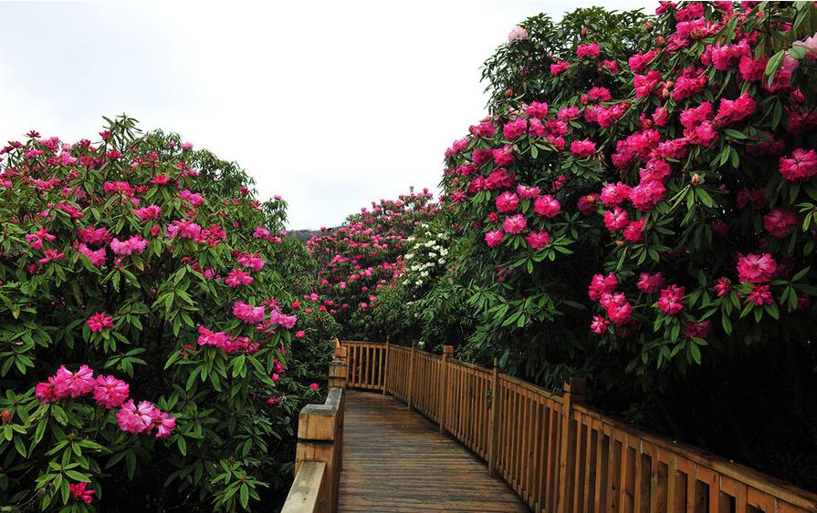 毕节市大方县旅游攻略一日游路线,毕节地区旅游攻略大全最新