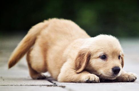 养狗喂狗粮喂多少合适,新手养狗应该怎么给狗狗喂餐