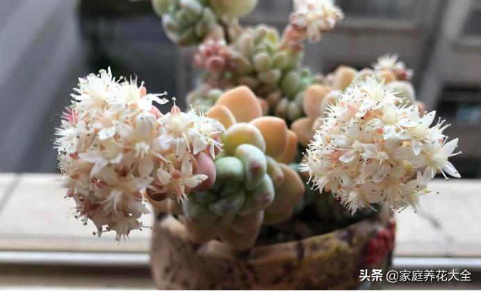 多肉冬天开花怎么办,多肉红稚莲冬天开花
